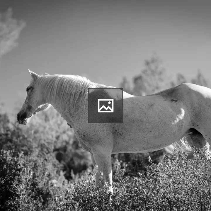Horse in profile among vegetation