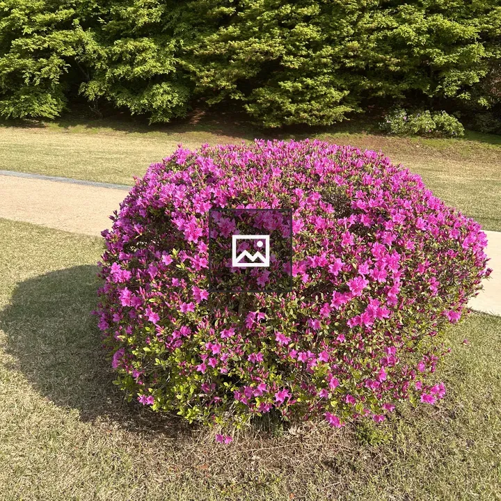 Azalea Bush in Bloom