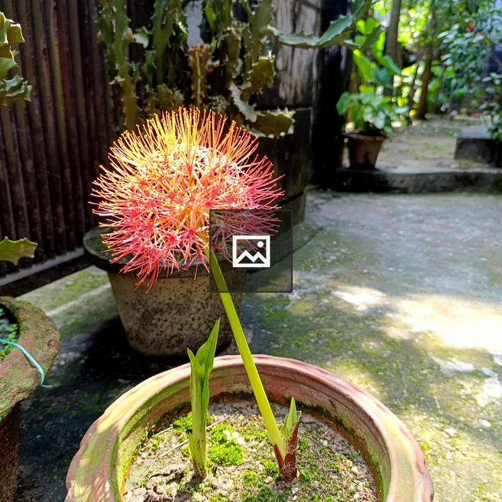 Red Flower in Terracotta Pot