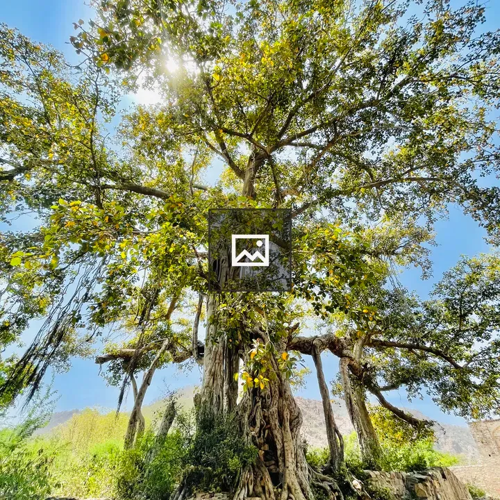 Banyan tree at Bhangarh Fort