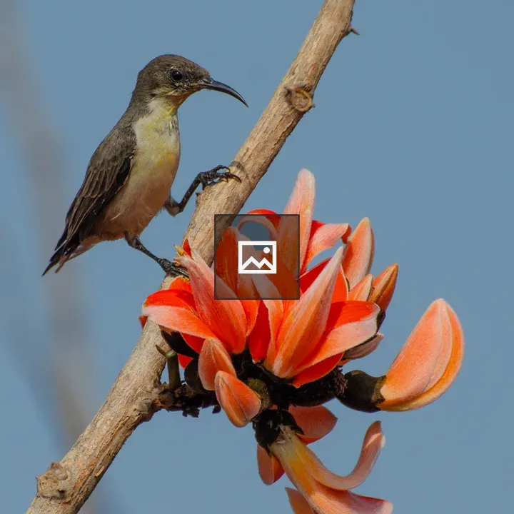 SunBird on flower branch