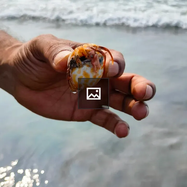 Hand holding shell with hermit crab