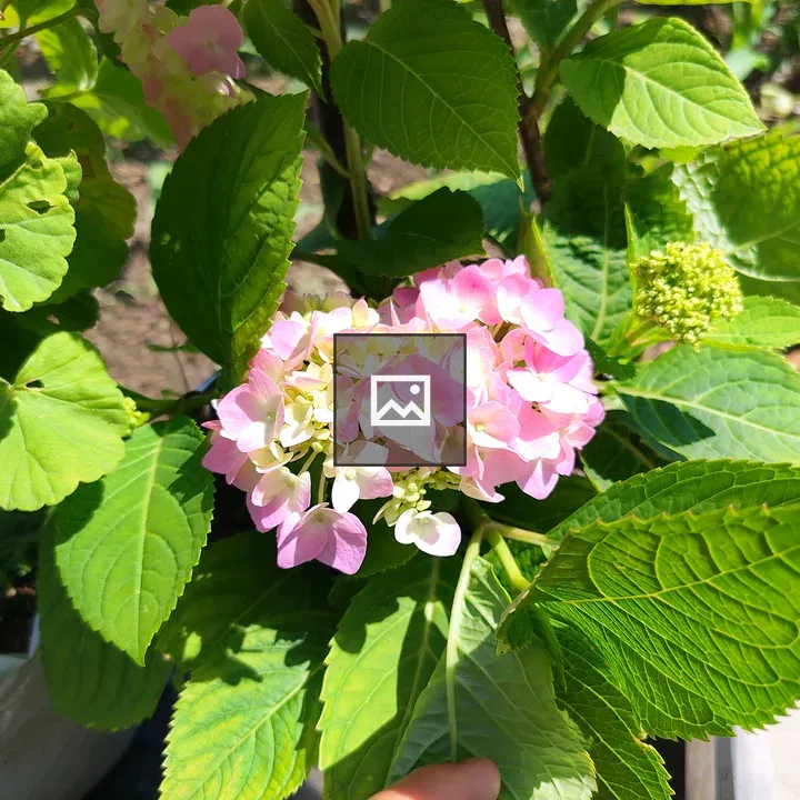 Hydrangea Flowers in Sunlight