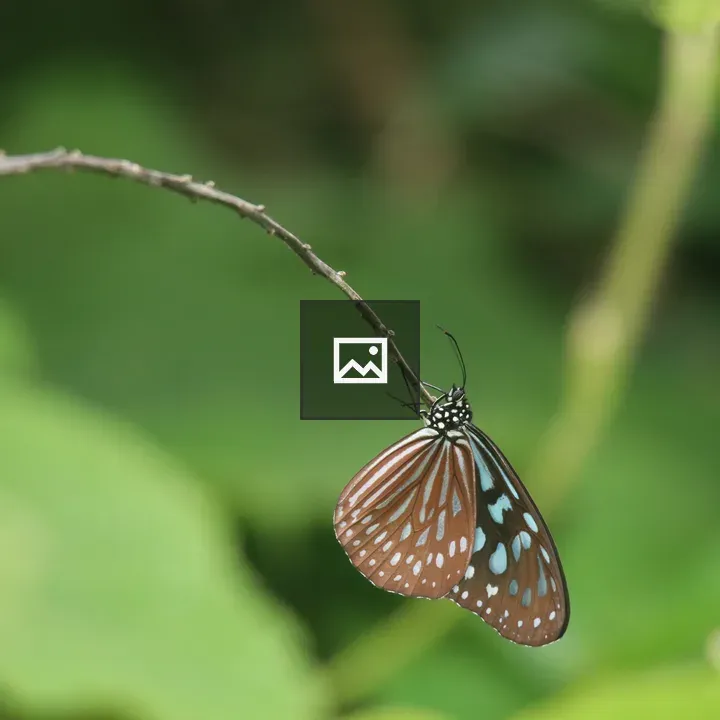 Butterfly on Thin Twig