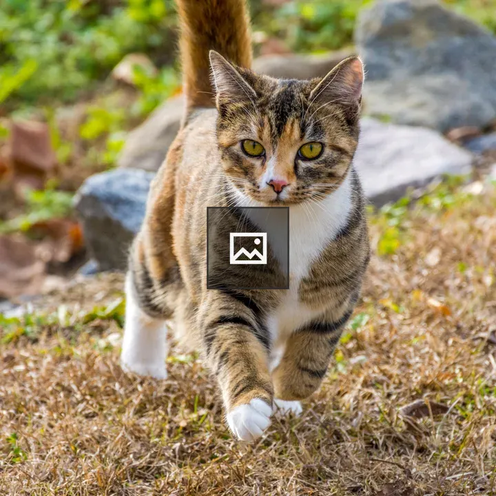 Calico Cat Walking