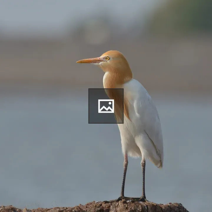 Cattle Egret on rocky shore