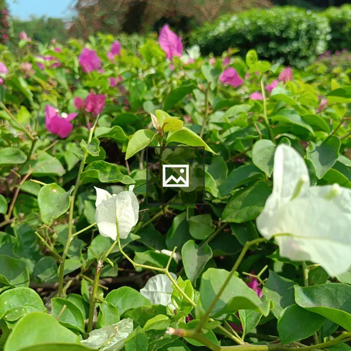 Bougainvillea Flower Close-Up