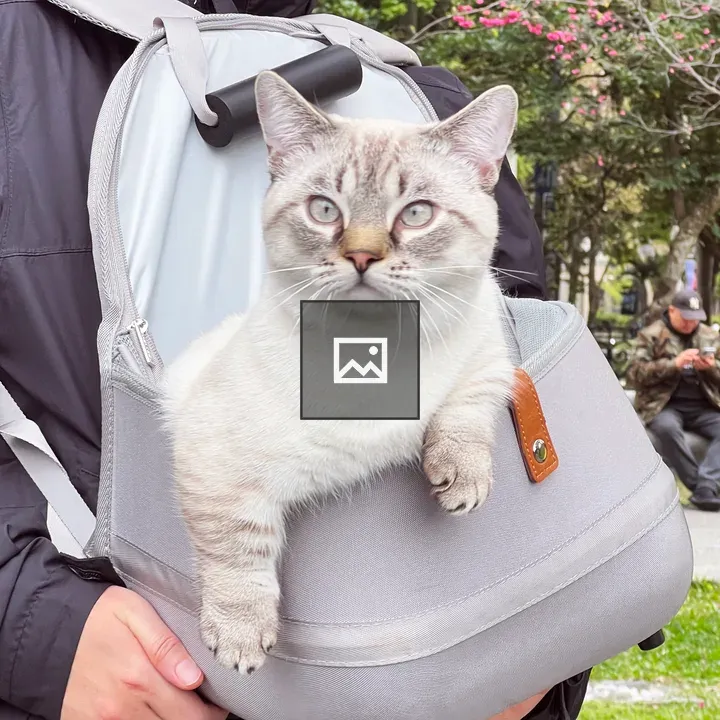 Grey cat in front-pack backpack