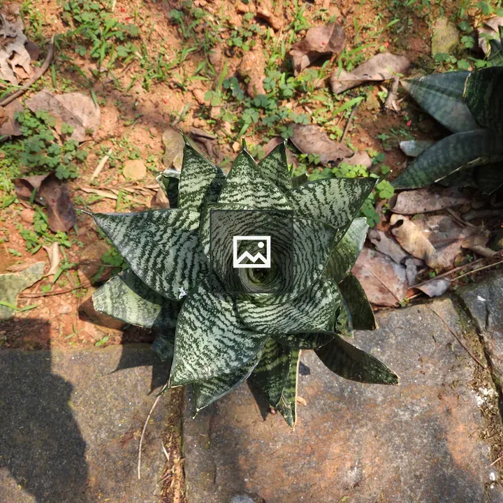 Succulent from top-down view