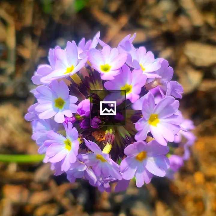 Purple flowers close-up