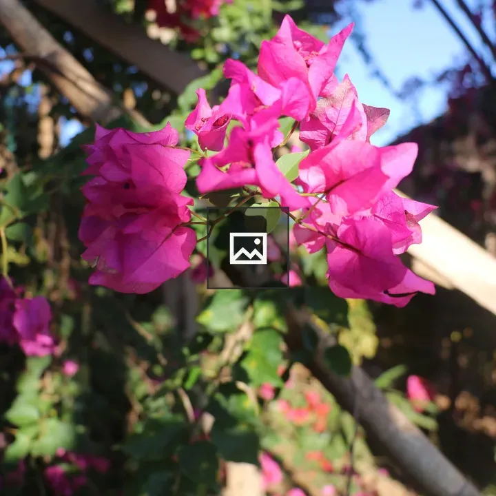 Bougainvillea Close-Up