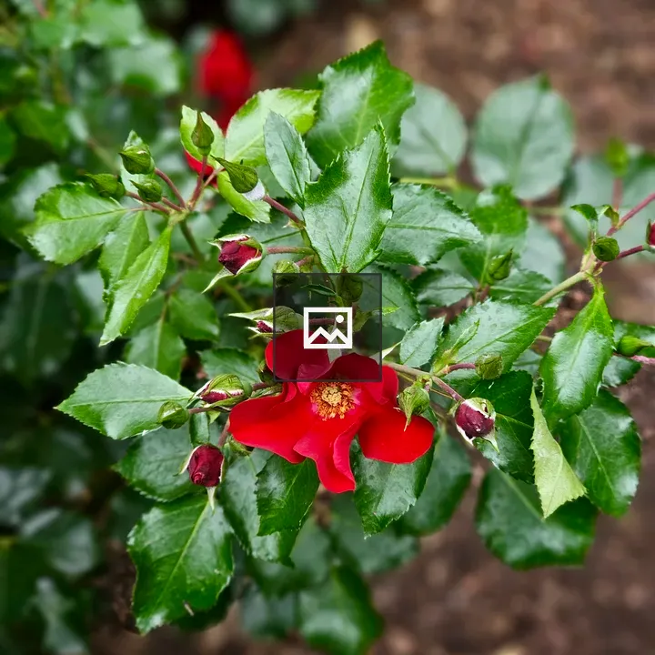 Red Rose with Buds