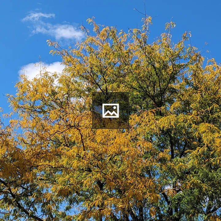 Tree with Narrow Yellow Leaves