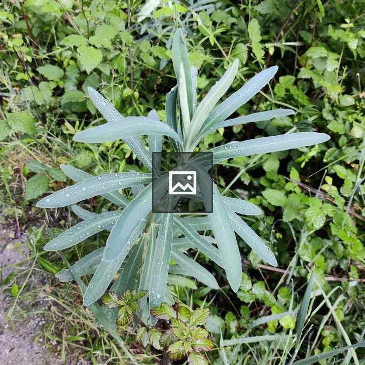 Plant with dew drops