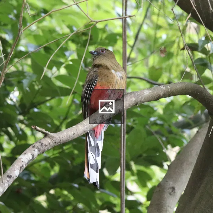 Female Red-headed Trogon on Branch