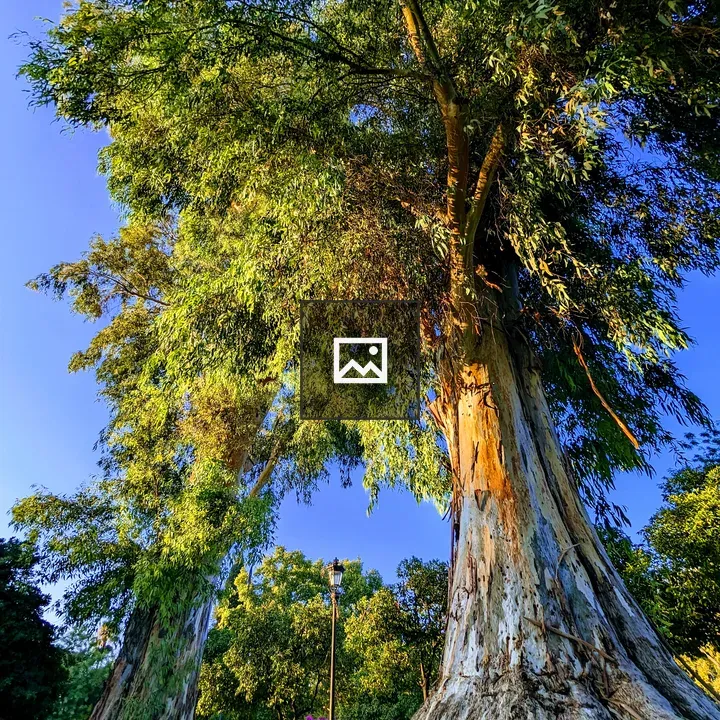 Big tree in the park