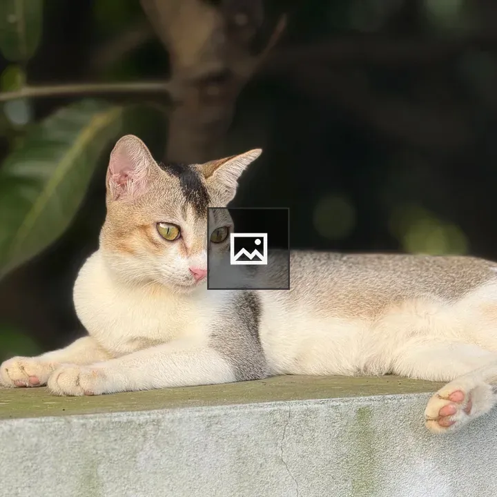 Cat lounging on concrete