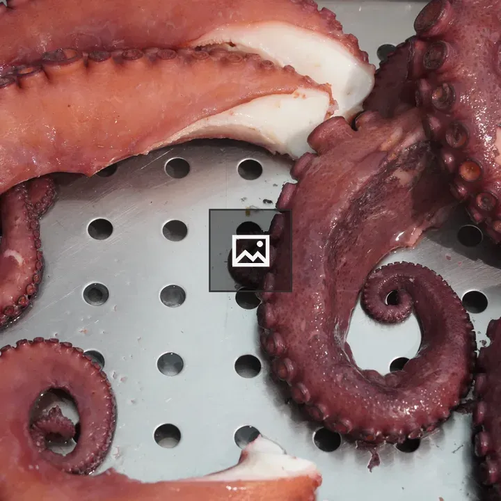 Close-up Octopus Tentacles