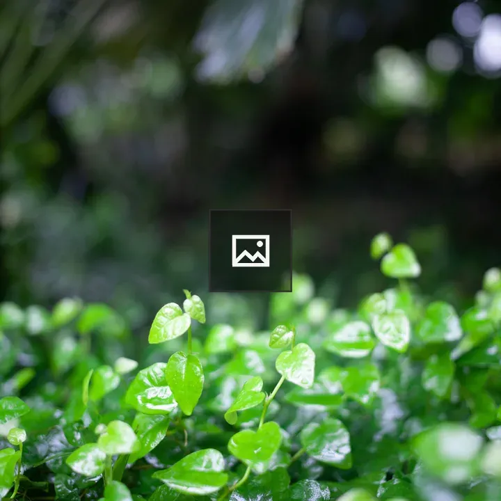 Leaves at edge of frame