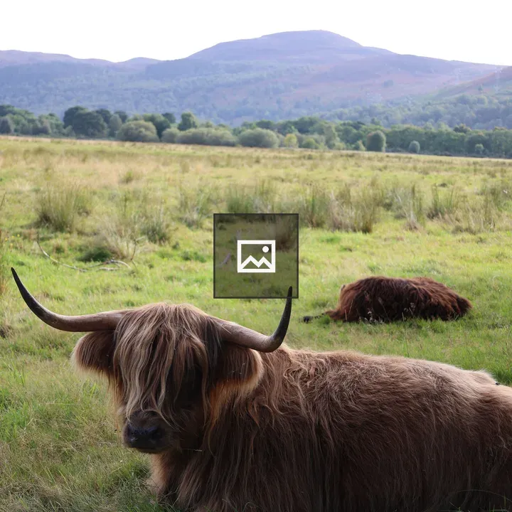Highland Coo and Calf in Scotland