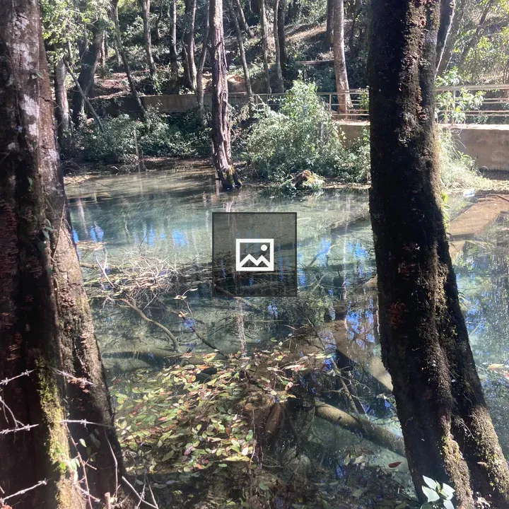 Serene pond among tall trees