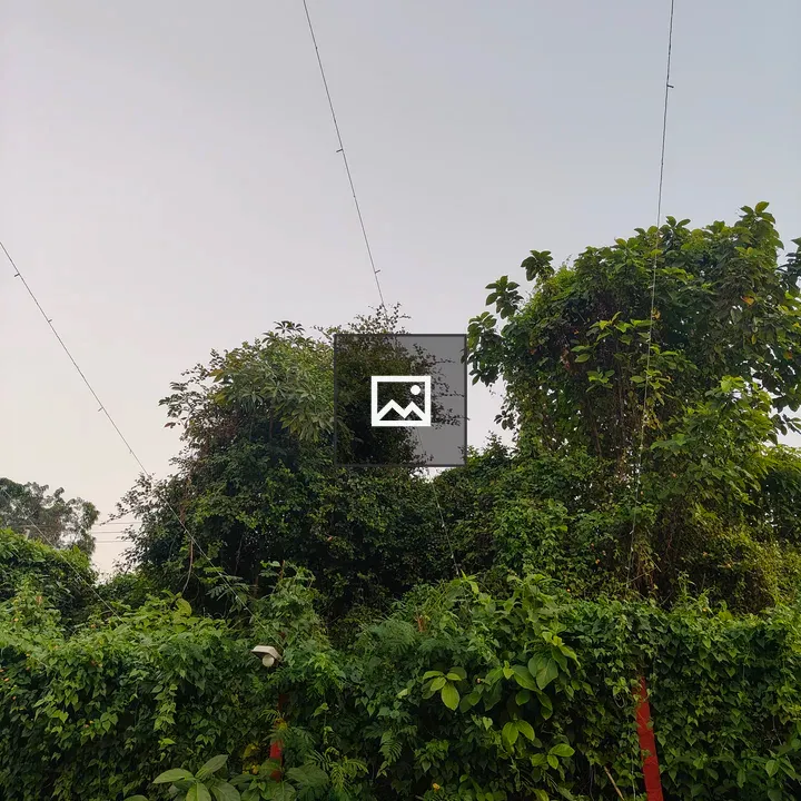 Dense green foliage with vines