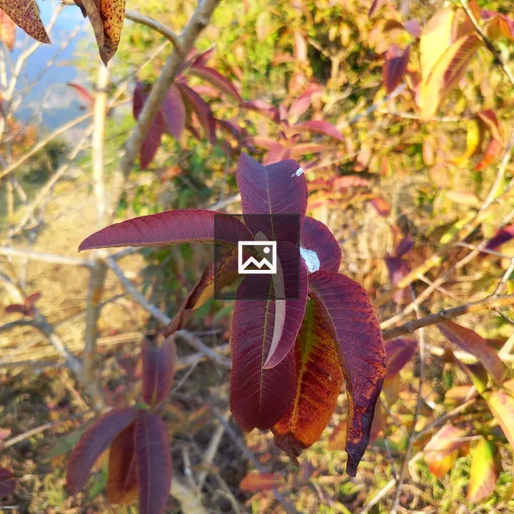 Close-up of Red and Green Leaves