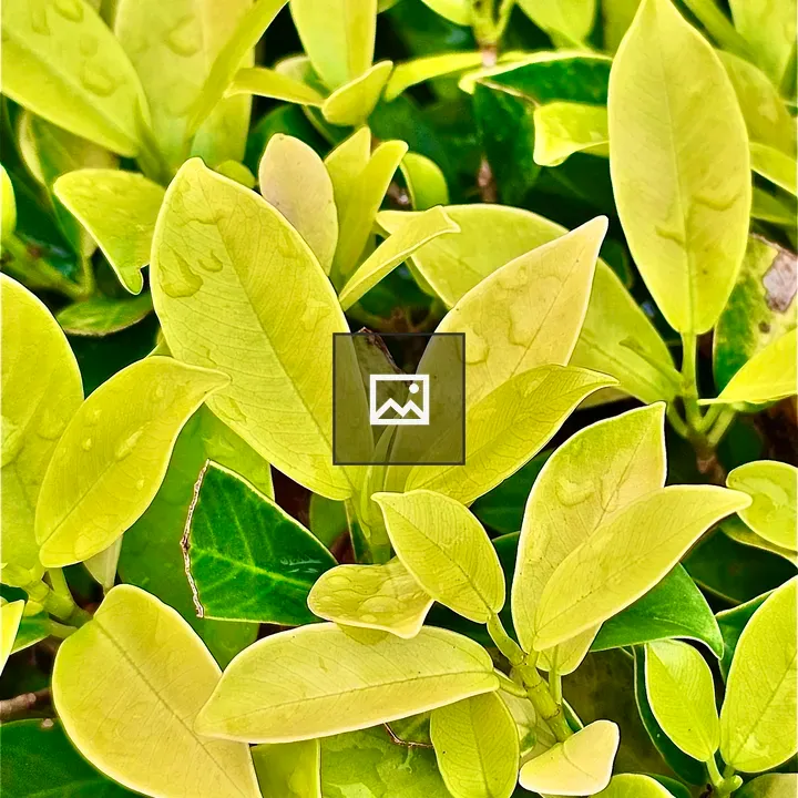 Tender leafs of Ficus Microcarpa