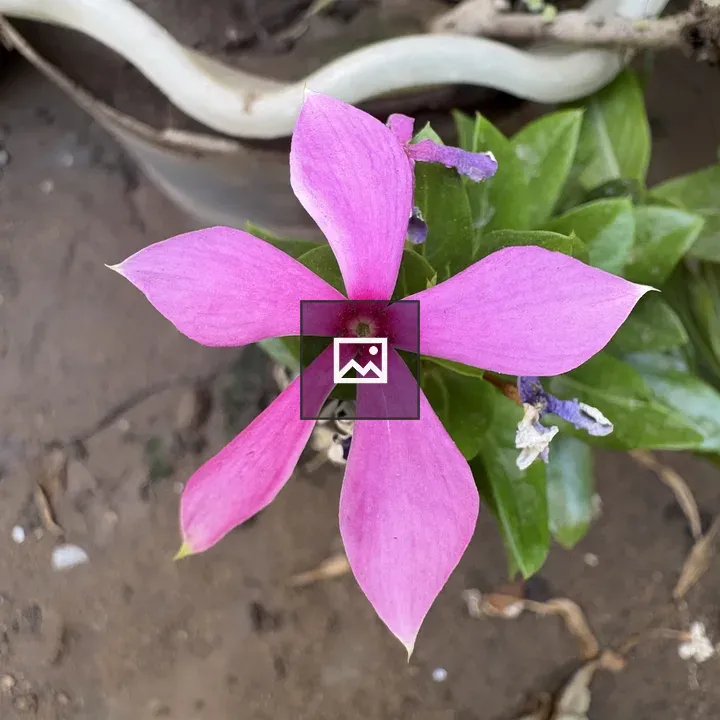 Madagascar Periwinkle Flower