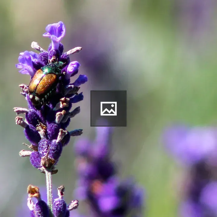 Beetle on Lavender in New York