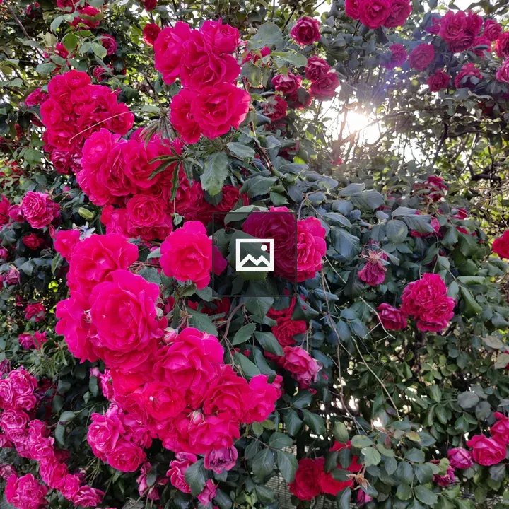 Rose of red roses