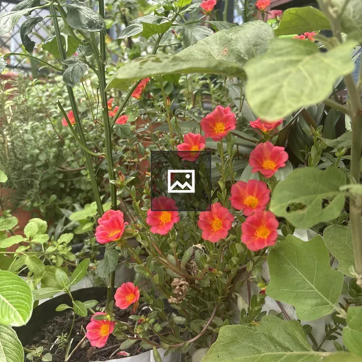 Close-up Flowers in Garden