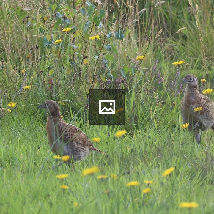 Two pheasants in tall grass