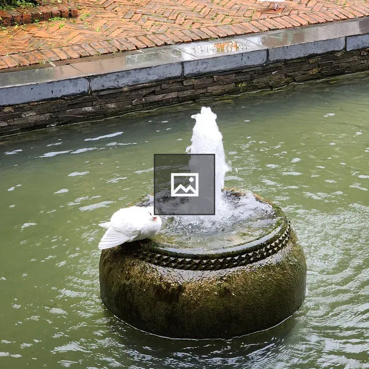 White dove on fountain