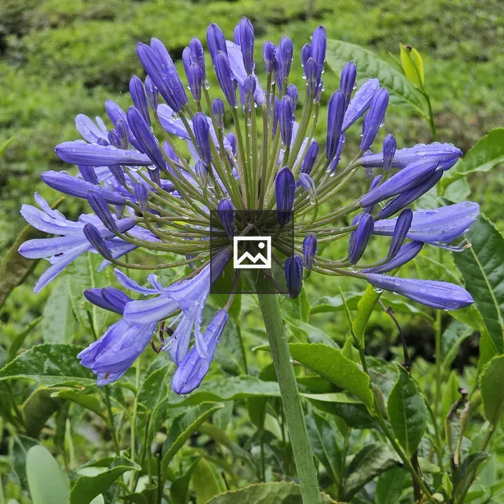 Purple Agapanthus Close-Up