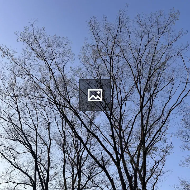 Skeletal branches under blue sky