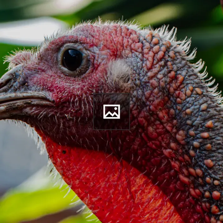 Close-up Turkey Portrait
