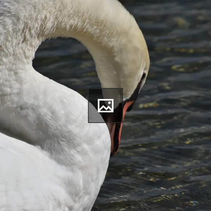 Swan with Bent Neck