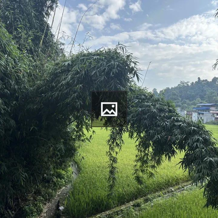 Bamboo Grove Over Rice Field