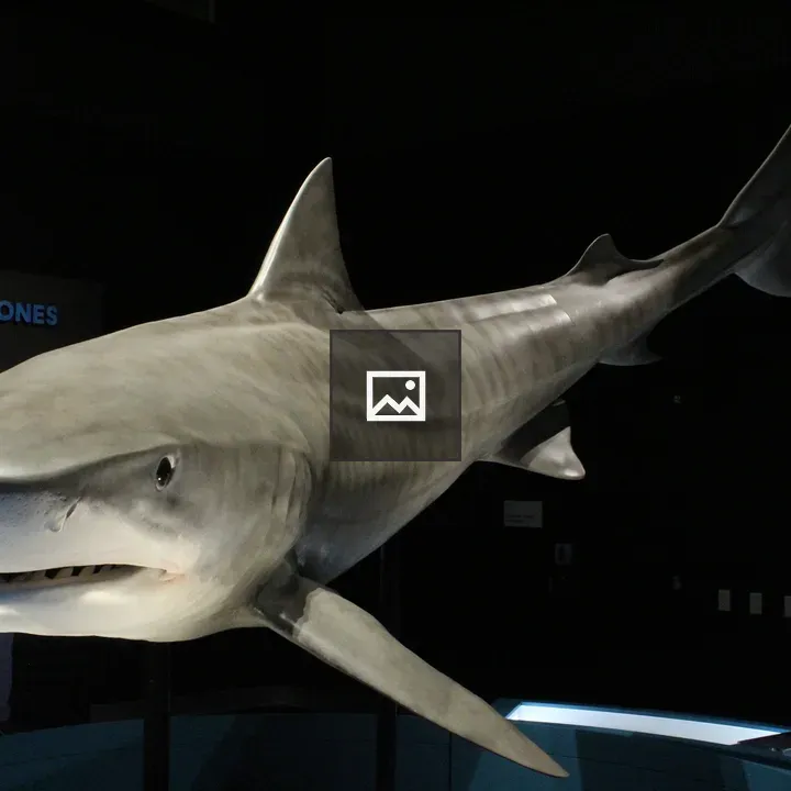 Gray striped shark specimen