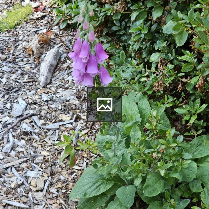 Purple foxglove flowers on stalk