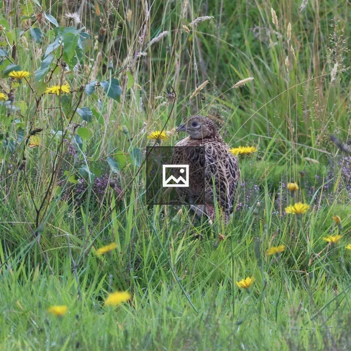 Baby pheasant in tall grass