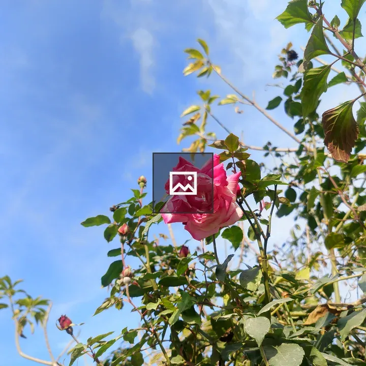 Pink Rose Among Green Leaves