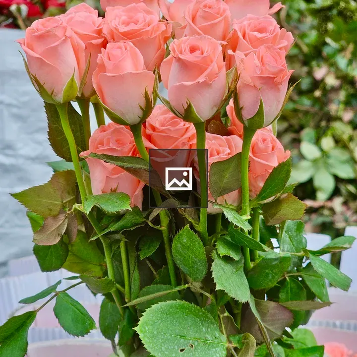 Peach Color Rose Flowers