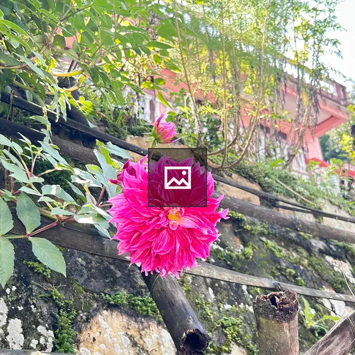 Pink Flower with Green Foliage