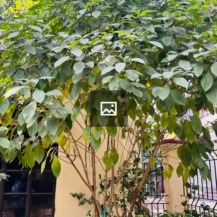 Leafy Tree by Wall