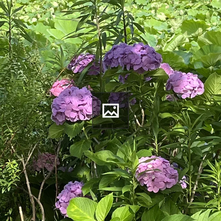 Purple hydrangea cluster