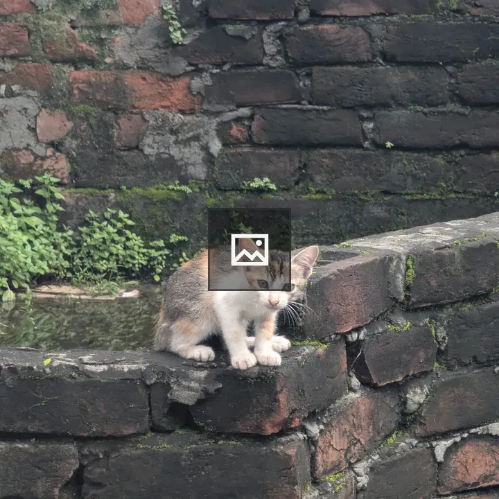 Calico kitten on brick wall