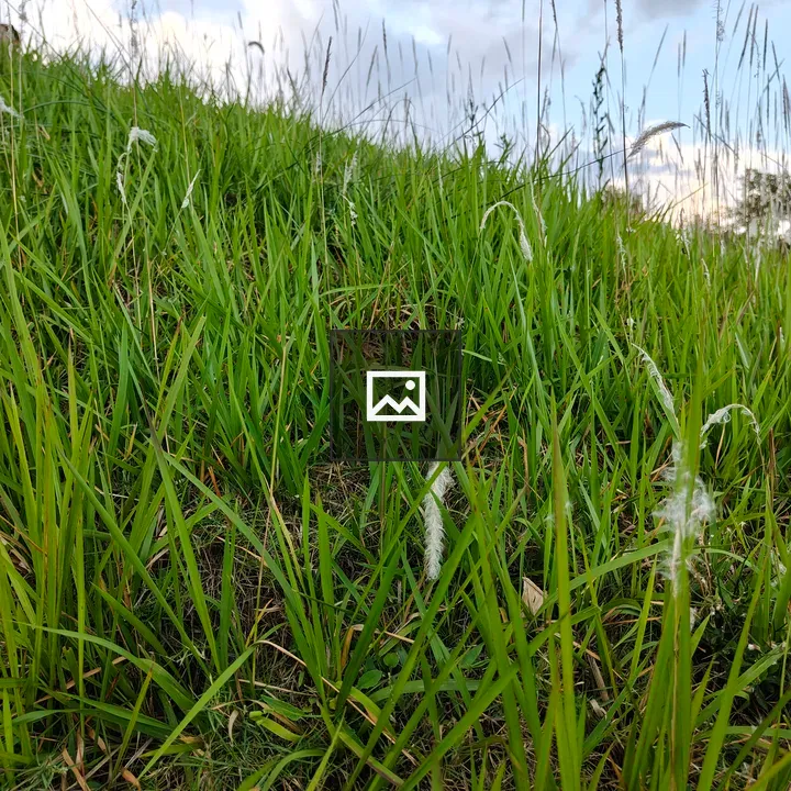 Close-up of grassy hillside