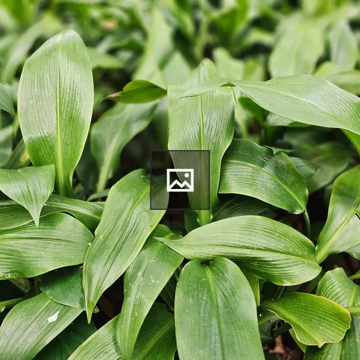 Aspidistra Leaves in Garden